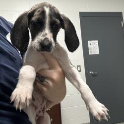 Shelter Stray Male Dog last seen , 244 Georgetown Rd, Jacksonville, NC 28540, USA
