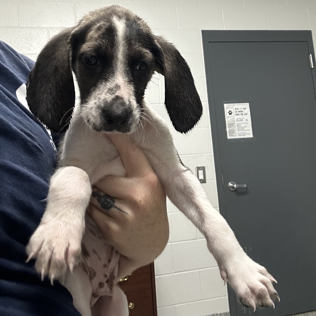Shelter Stray Male Dog last seen , 244 Georgetown Rd, Jacksonville, NC 28540, USA
