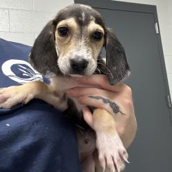 Shelter Stray Female Dog last seen , 244 Georgetown Rd, Jacksonville, NC 28540, USA