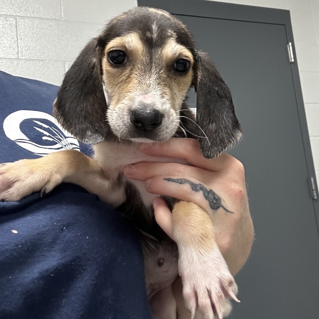 Shelter Stray Female Dog last seen , 244 Georgetown Rd, Jacksonville, NC 28540, USA
