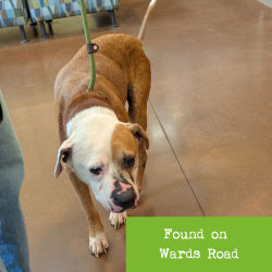 Shelter Stray Male Dog last seen , 1211 Old Graves Mill Rd, Lynchburg, VA 24502, USA