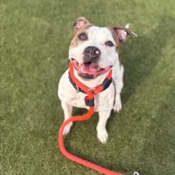 Shelter Stray Female Dog last seen , Animal Care & Control Team of Philly, 111 W Hunting Park Ave, Philadelphia, PA 19140, USA