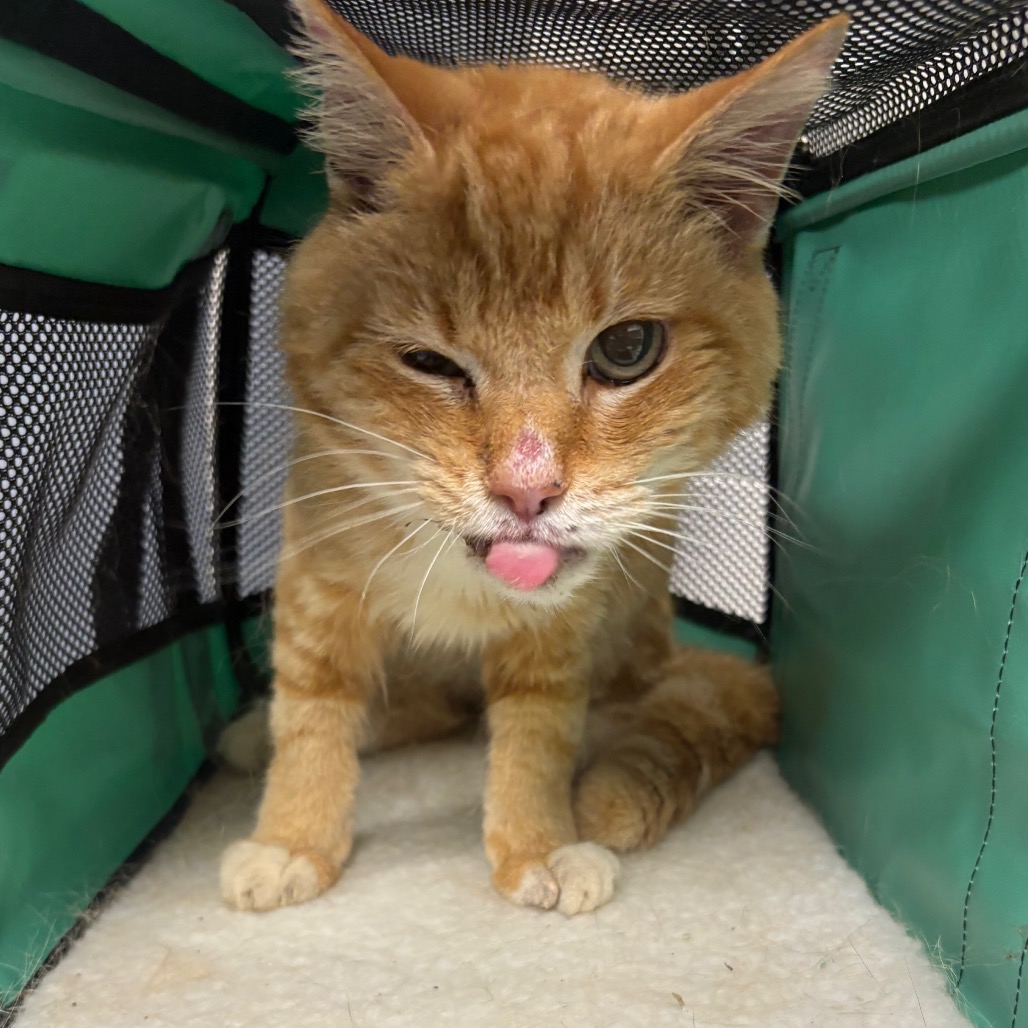 Shelter Stray Female Cat last seen , 328 Furman Hall Rd, Greenville, SC 29609, USA