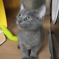 Shelter Stray Male Cat last seen , 328 Furman Hall Rd, Greenville, SC 29609, USA