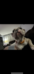 Reunited Male Dog last seen Near Cedar and Cavanaugh, Lansing, MI 48910