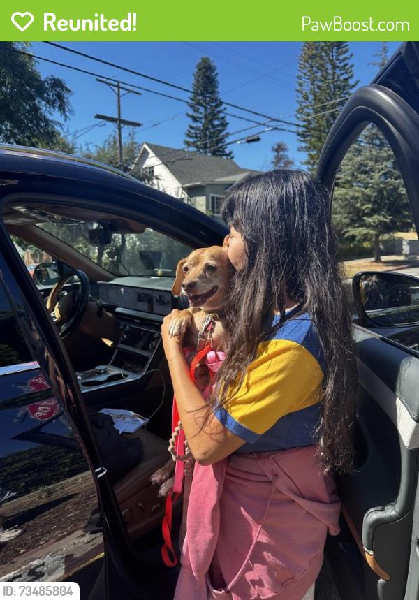 Reunited Female Dog last seen Berkeley and Mohawk, Los Angeles, CA 90026