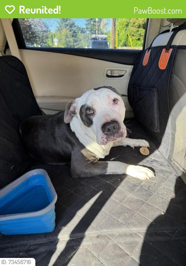 Reunited Male Dog last seen NE 106th Ave and NE Knott St, Portland, OR 97212