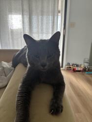 Lost Male Cat last seen Carolina Sands, Carolina Beach, NC 28428