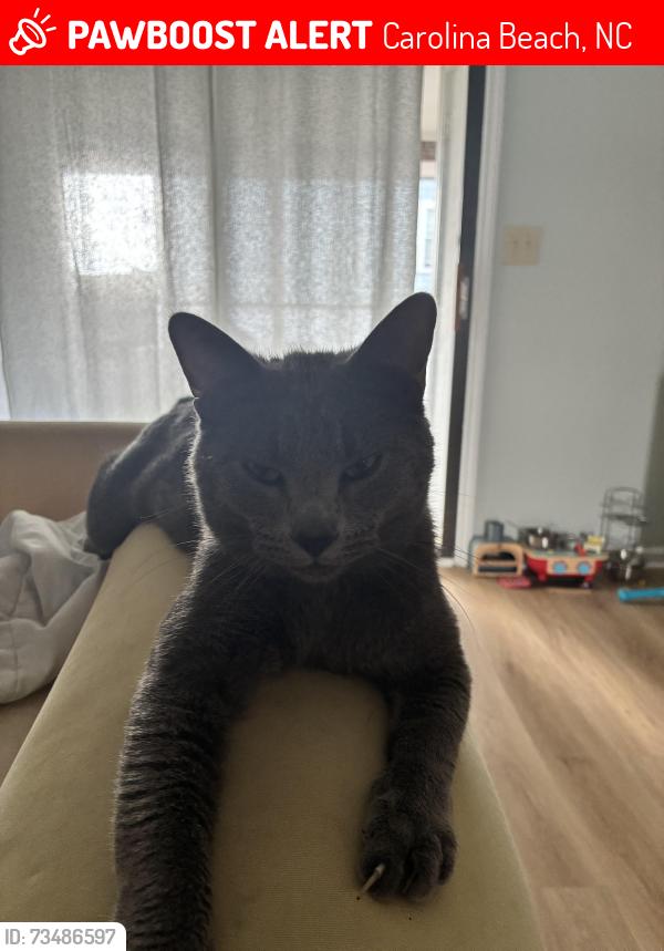 Lost Male Cat last seen Carolina Sands, Carolina Beach, NC 28428