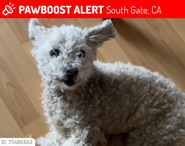 Lost Female Dog last seen San Anselmo Avenue, South Gate, CA, South Gate, CA 90280