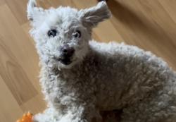 Lost Female Dog last seen San Anselmo Avenue, South Gate, CA, South Gate, CA 90280