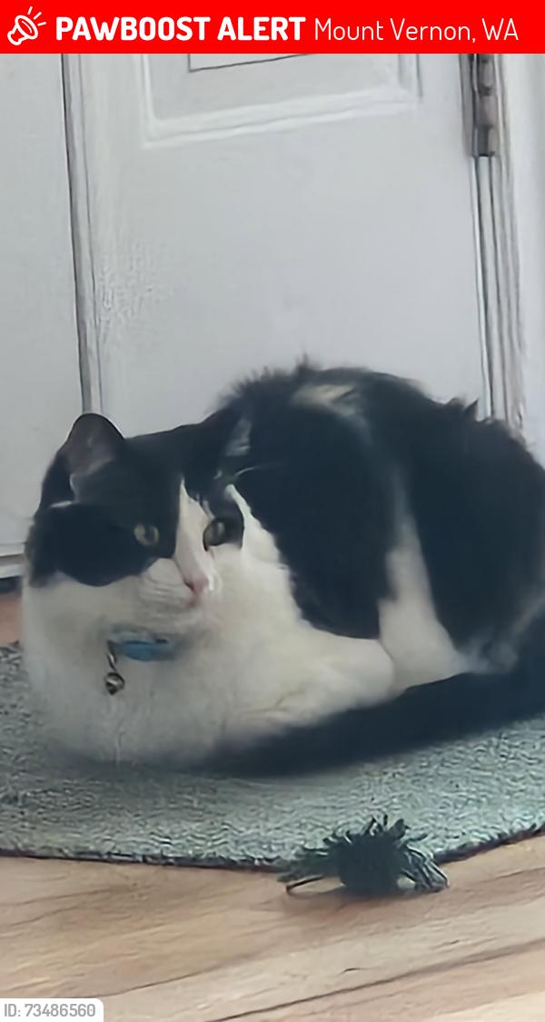 Lost Male Cat last seen Last seen by and abandoned hse on blodgett road in mount vernon, might be hiding in a hse nearby, Mount Vernon, WA 98274