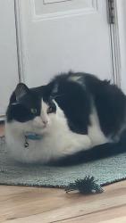Lost Male Cat last seen Last seen by and abandoned hse on blodgett road in mount vernon, might be hiding in a hse nearby, Mount Vernon, WA 98274