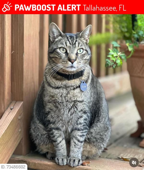 Lost Male Cat last seen Fernando Drive and Desoto Street, Tallahassee, FL 32303