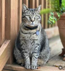 Lost Male Cat last seen Fernando Drive and Desoto Street, Tallahassee, FL 32303