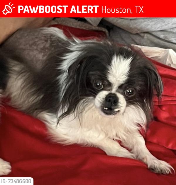 Lost Female Dog last seen Shepard, 610, W 30th, Houston, TX 77018