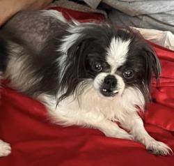 Lost Female Dog last seen Shepard, 610, W 30th, Houston, TX 77018