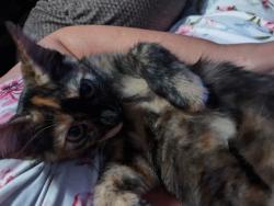 Lost Female Cat last seen Hoover and 47th, Wichita, KS 67205