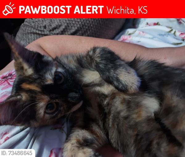 Lost Female Cat last seen Hoover and 47th, Wichita, KS 67205