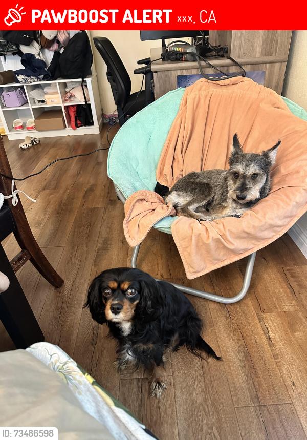 Lost Female Dog last seen Mountain Laurel way Diamond bar, 钻石吧, CA 91765