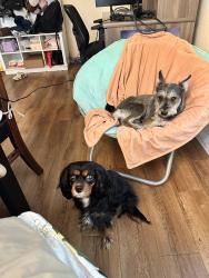 Lost Female Dog last seen Mountain Laurel way Diamond bar, 钻石吧, CA 91765