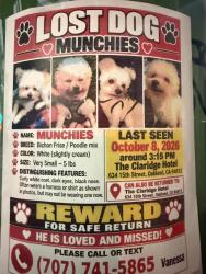 Lost Male Dog last seen 15th st and Martin Luther king dr, Oakland, CA 94612