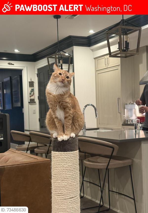 Lost Male Cat last seen Belmont Rd NW & Kalorama Rd NW, Washington, DC 20009