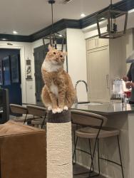 Lost Male Cat last seen Belmont Rd NW & Kalorama Rd NW, Washington, DC 20009