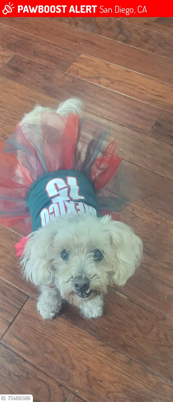 Lost Female Dog last seen Twining Ave and Marzo Street, San Diego, CA 92154