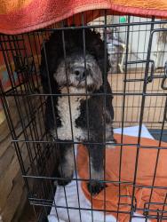 Found/Stray Male Dog last seen Found running on Sloan, Sunrise Manor, NV 89142