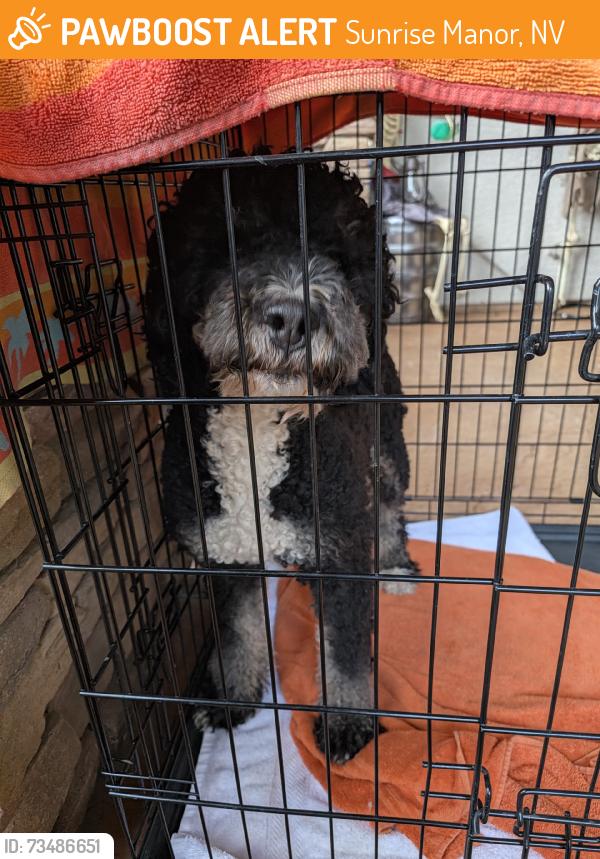 Found/Stray Male Dog last seen Found running on Sloan, Sunrise Manor, NV 89142