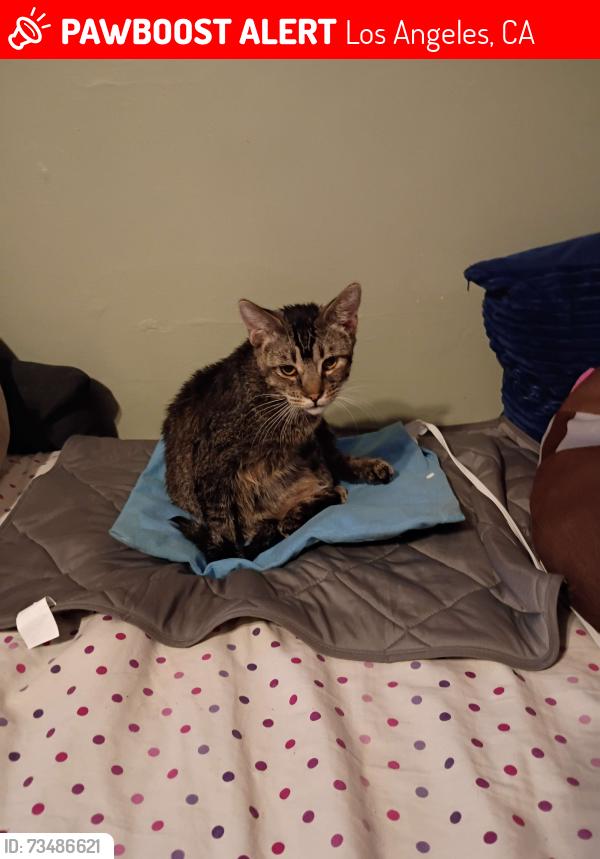 Lost Male Cat last seen Near east 87th place, Los Angeles, CA 90002