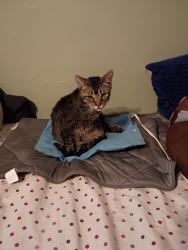 Lost Male Cat last seen Near east 87th place, Los Angeles, CA 90002