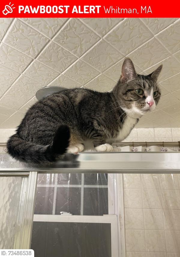 Lost Male Cat last seen south ave whitman ma, Whitman, MA 02382