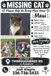 Lost Male Cat last seen Stallion trl, Asheboro, NC 27205