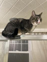 Lost Male Cat last seen south ave whitman ma, Whitman, MA 02382