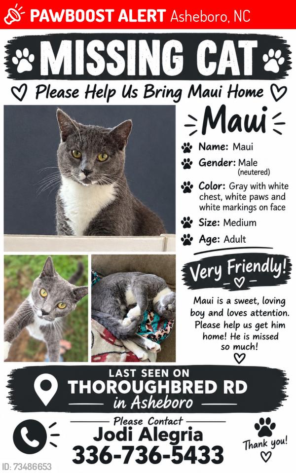 Lost Male Cat last seen Stallion trl, Asheboro, NC 27205