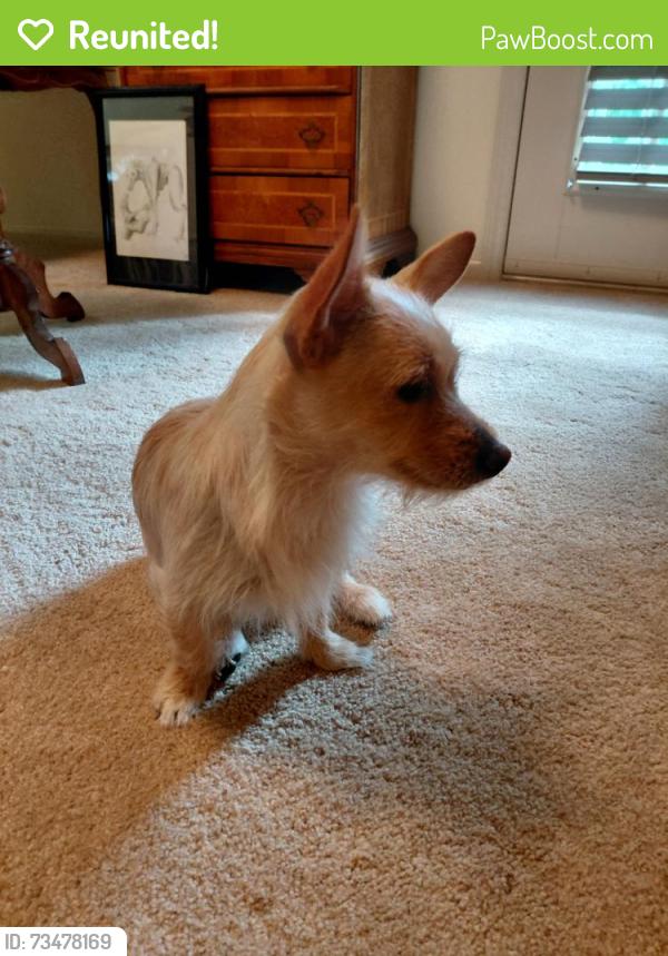 Reunited Female Dog last seen By hickory Christian academy, Hickory, NC 28601