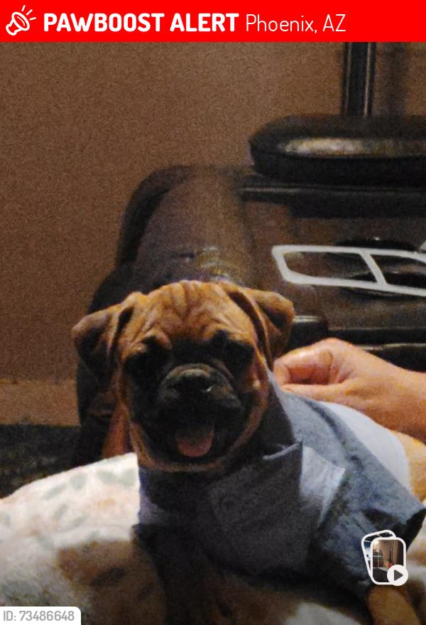 Lost Male Dog last seen 59th and Indian School, Phoenix, AZ 85033