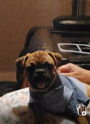 Lost Male Dog last seen 59th and Indian School, Phoenix, AZ 85033
