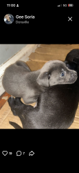 Lost Female Dog last seen Honey suckle park, Doraville, GA 30340