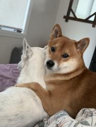 Reunited Male Dog last seen Hillside and Pawnee, Wichita, KS 67216