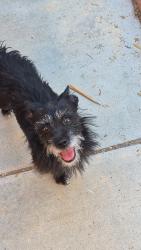Reunited Male Dog last seen East ave r 13, Palmdale, CA 93552