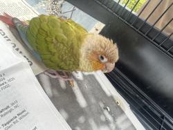 Found/Stray Unknown Bird last seen Redwood Park and Louis Stephens, Morrisville, NC 27560