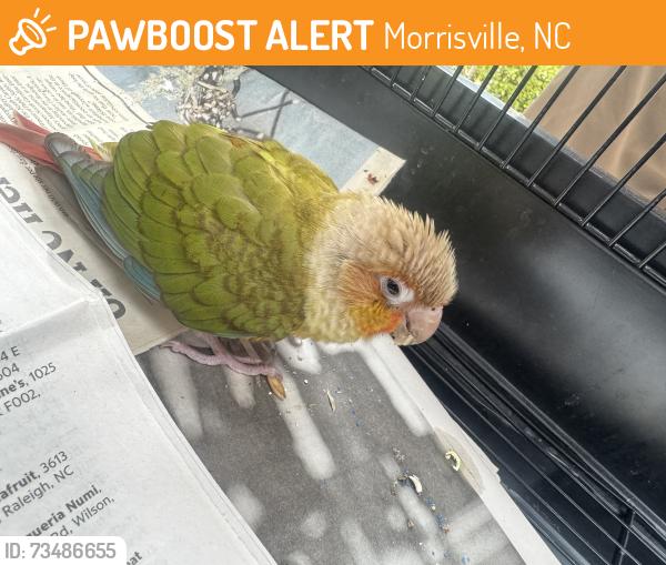 Found/Stray Unknown Bird last seen Redwood Park and Louis Stephens, Morrisville, NC 27560