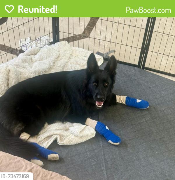 Reunited Female Dog last seen She was last seen in Woodbury community on the walking trail, Irvine, CA 92620