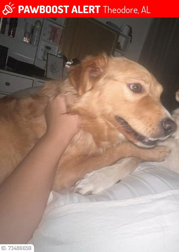 Lost Female Dog last seen Theodore High School, Theodore, AL 36582