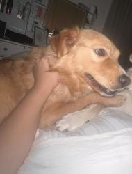 Lost Female Dog last seen Theodore High School, Theodore, AL 36582