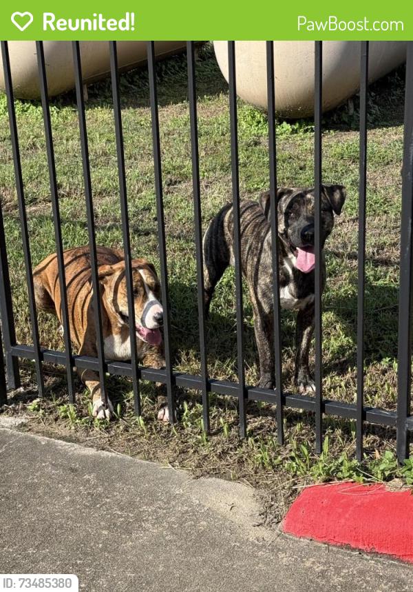 Reunited Male Dog last seen Near Grant Rd Cypress, Tx 77429, Cypress, TX 77429