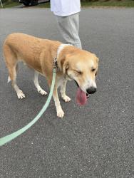 Reunited Male Dog last seen Virginia Oaks, Gainesville, VA 20155